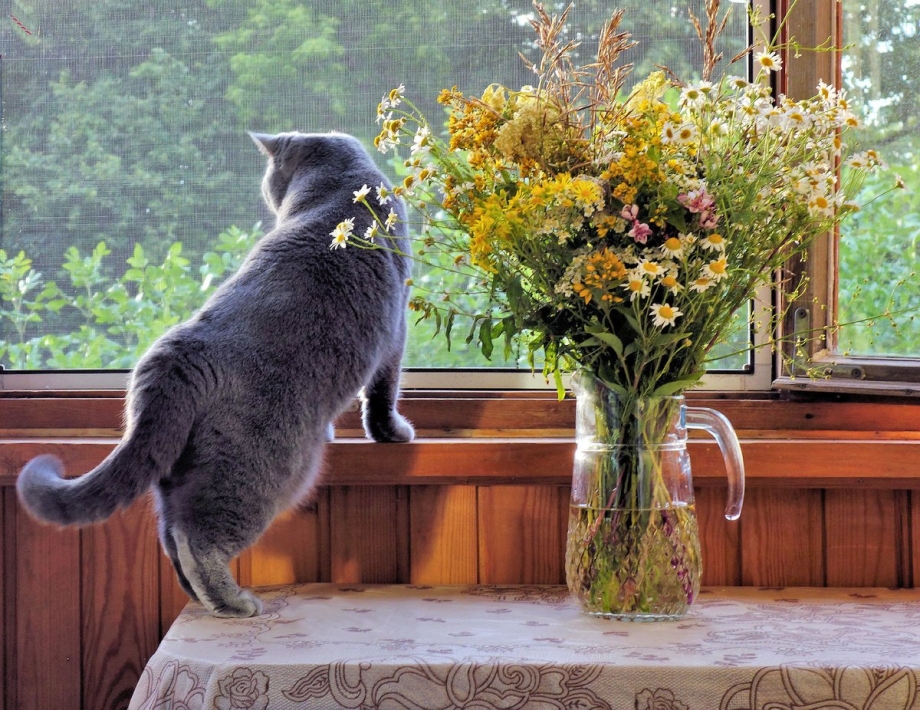 Кот на подоконнике