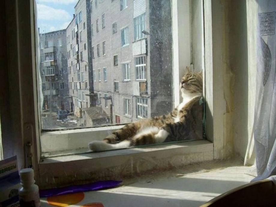 Кот лежит на подоконнике