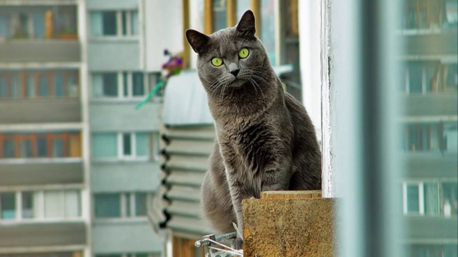 Кот на перилах балкона