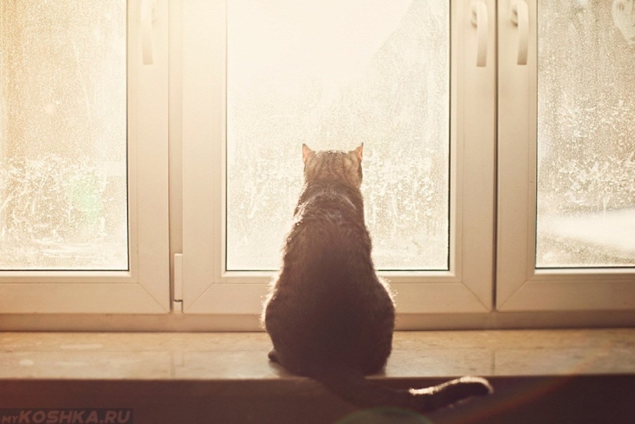 Кот сидит на окне