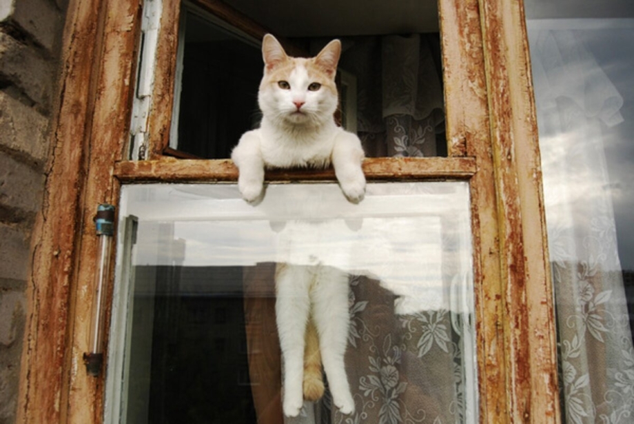 Коты на окне