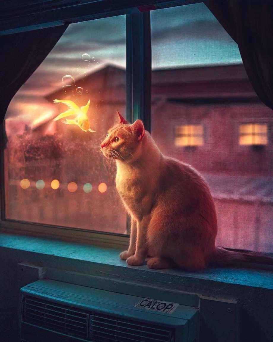Кот на подоконнике
