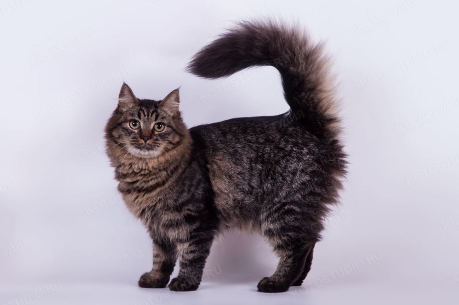 Сибирский длинношерстный кот