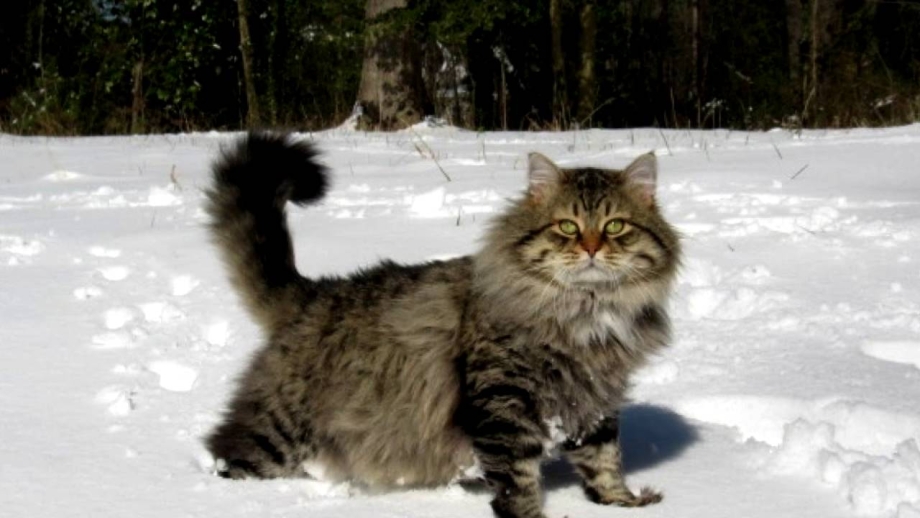 Сибирская кошка