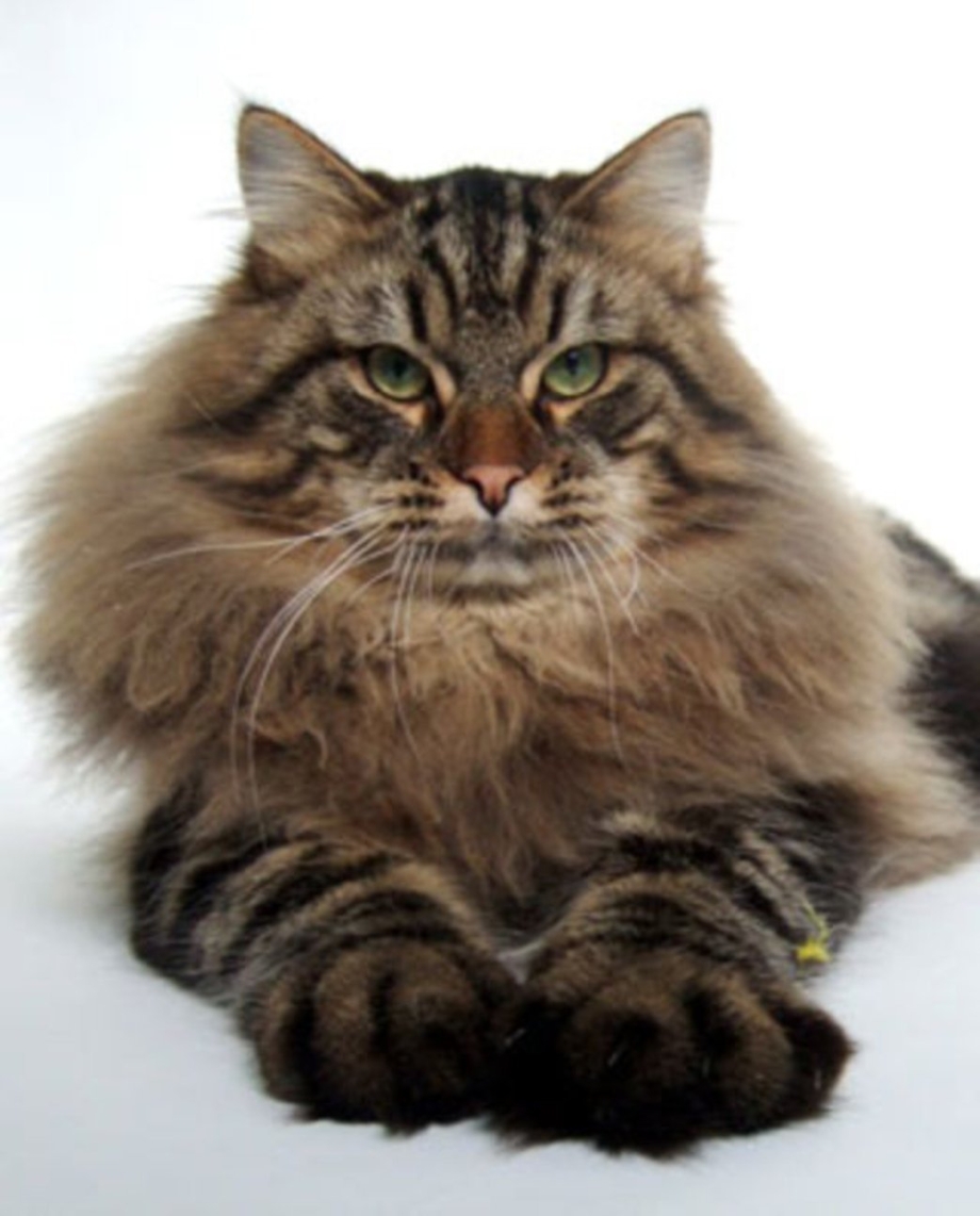 Сибирский Лесной кот