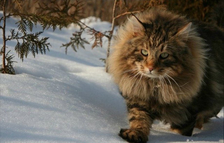 Сибирская кошка