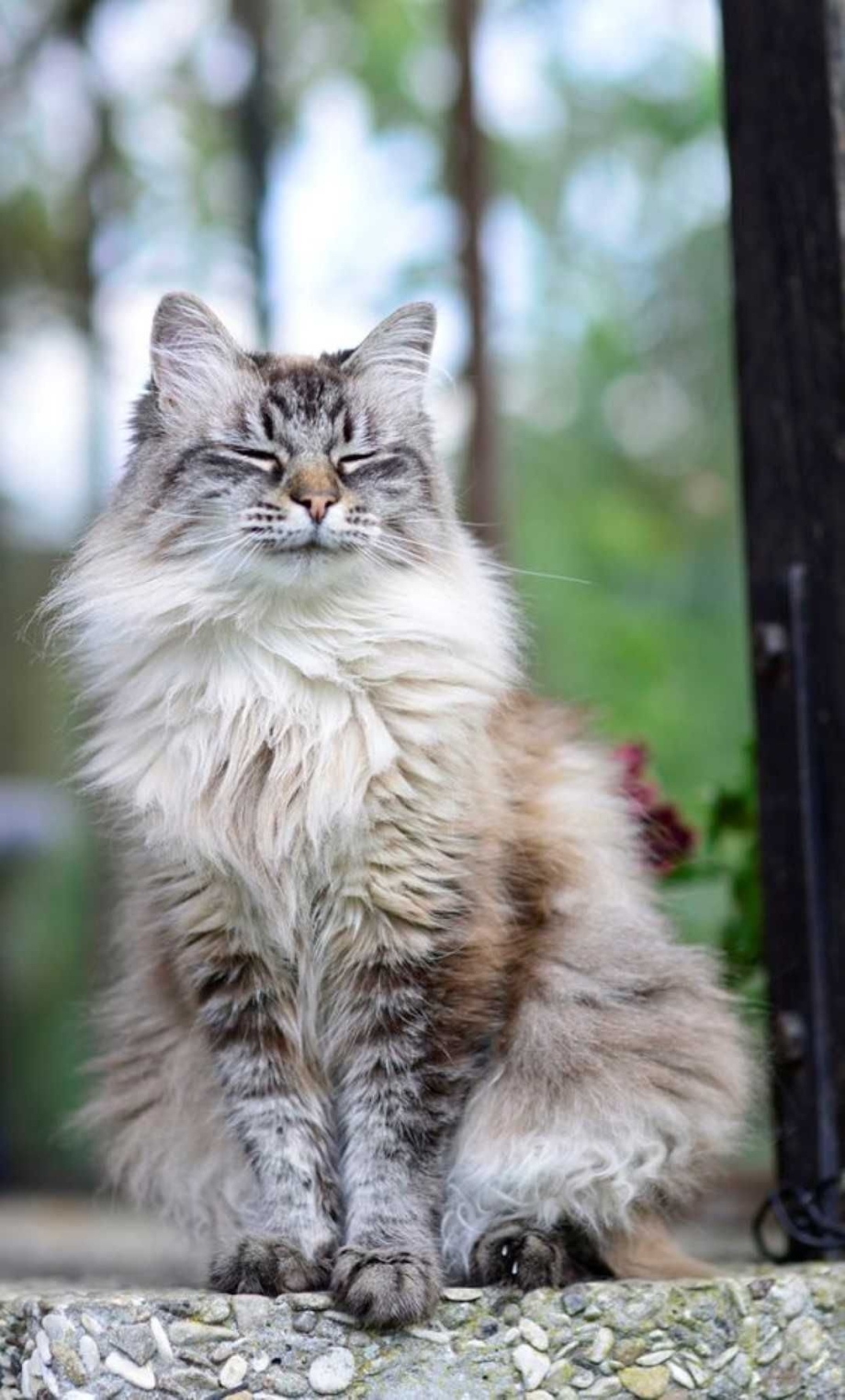 Сибирская кошка агути