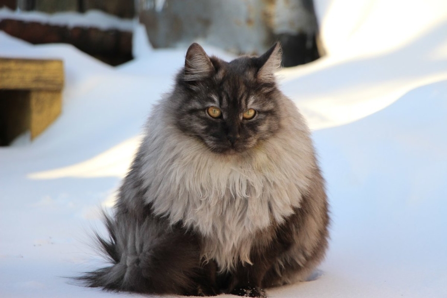 Сибирская кошка