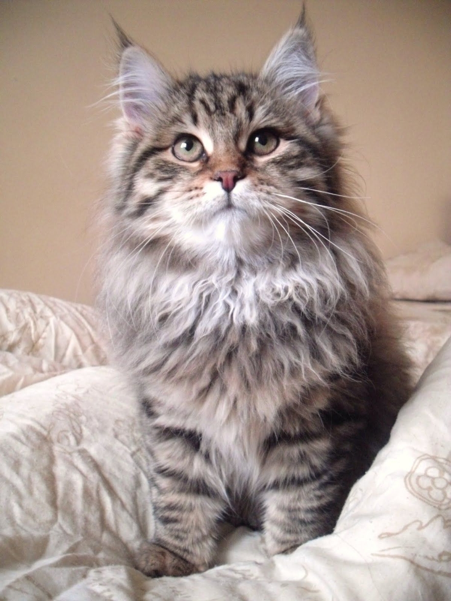 Сибирские коты