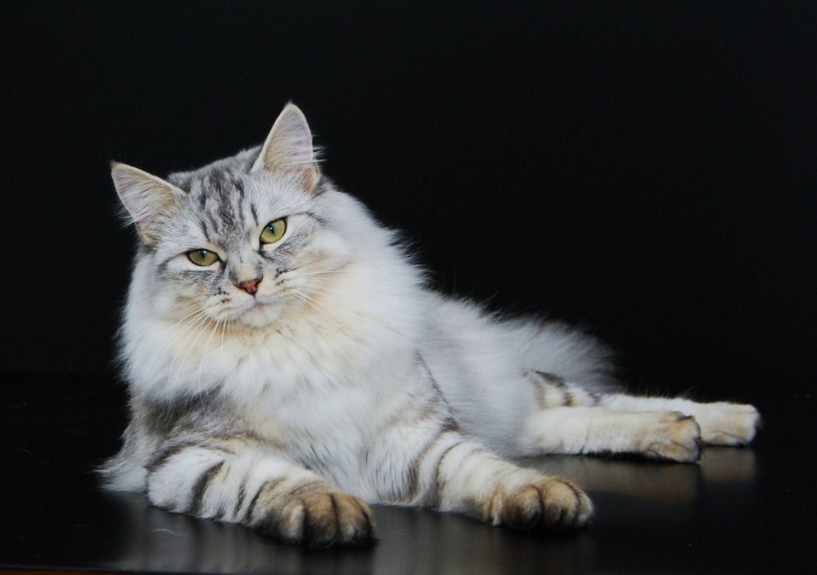 Кошка Сибирский Мао