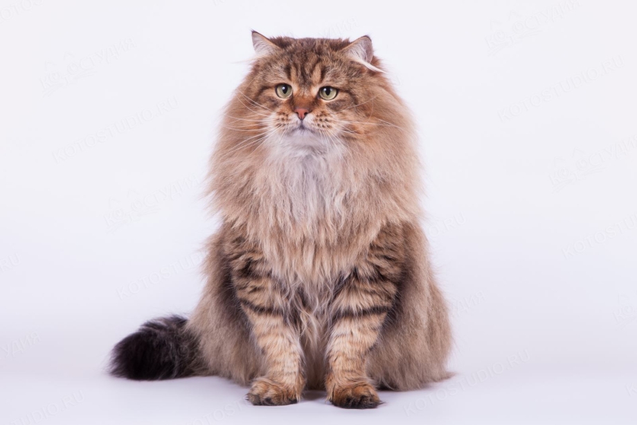 Сибирская кошка