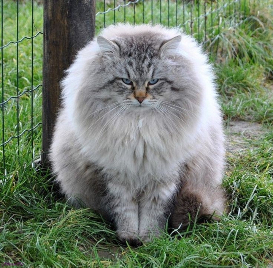 Сибирский Бухарский кот