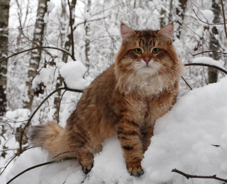 Сибирский длинношерстный кот