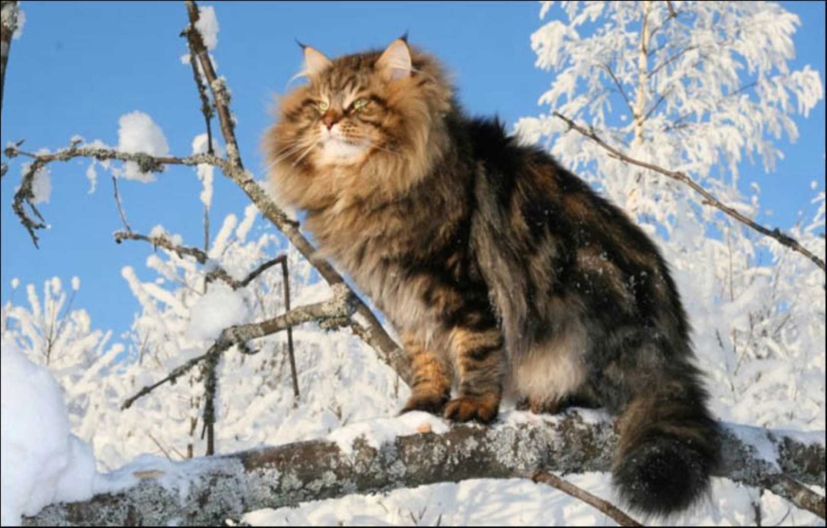 Алла Лебедева Кошляндия