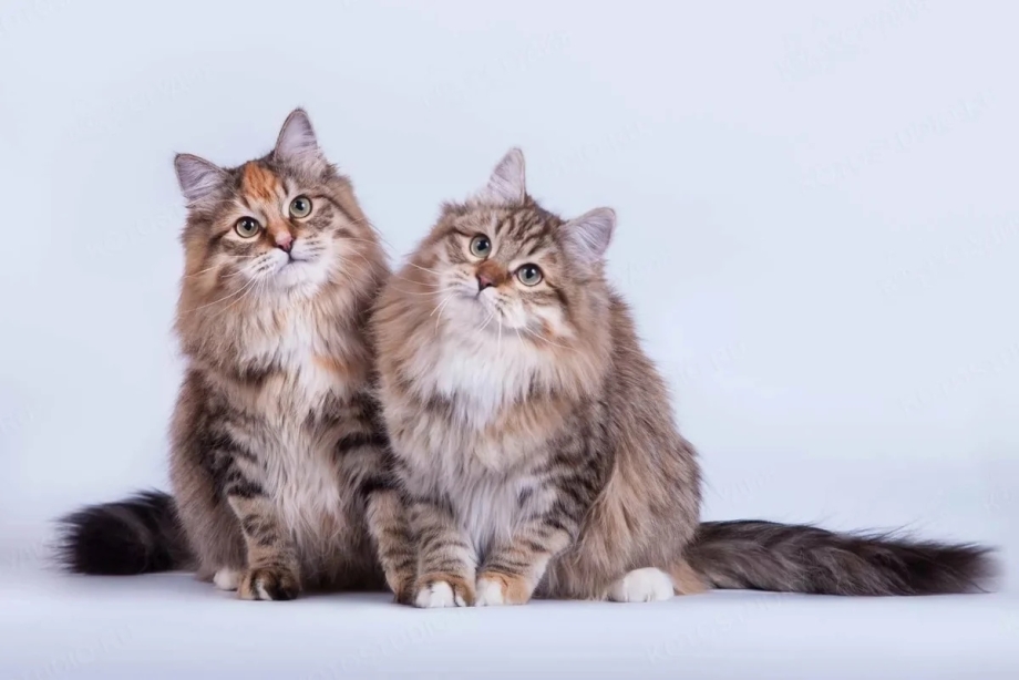 Сибирские коты