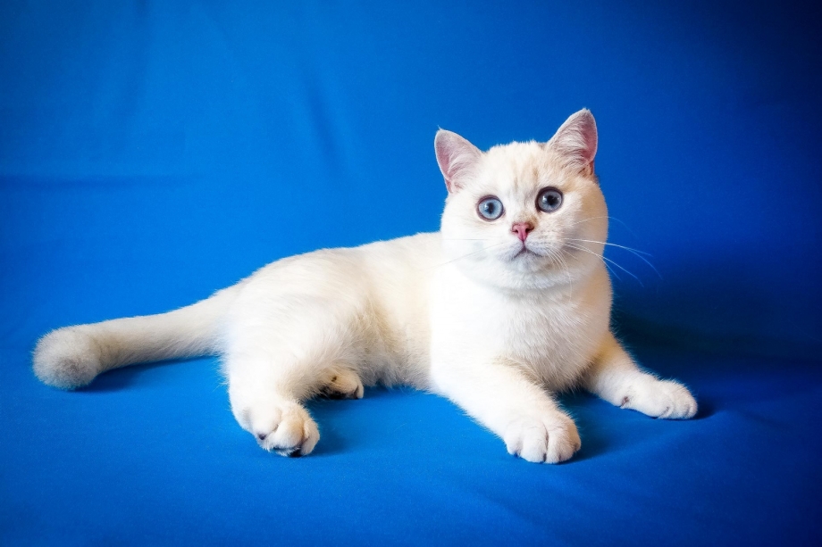Кошка Bri ny12