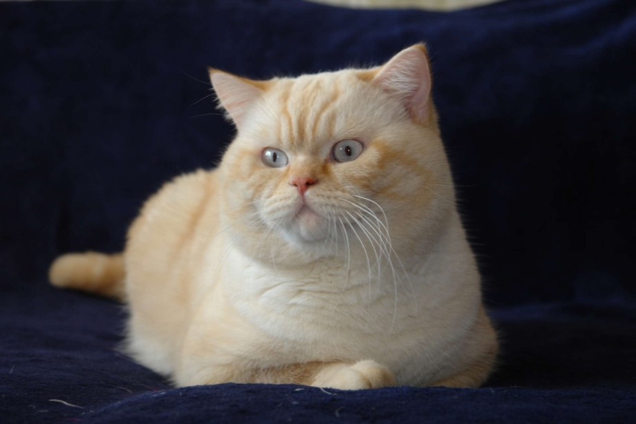 Шотландский прямоухий кот ред поинт