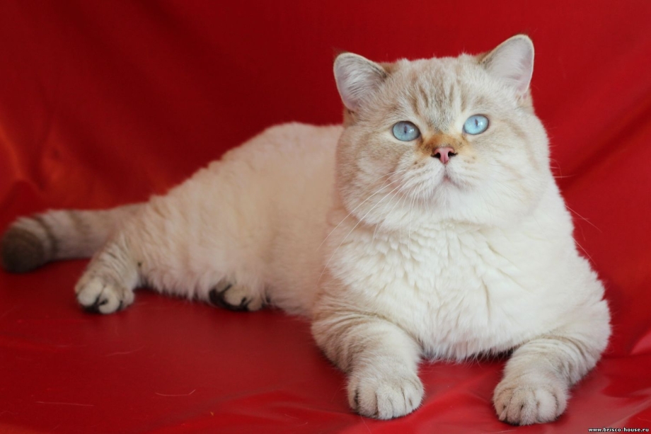 Шотландский прямоухий кот ред поинт