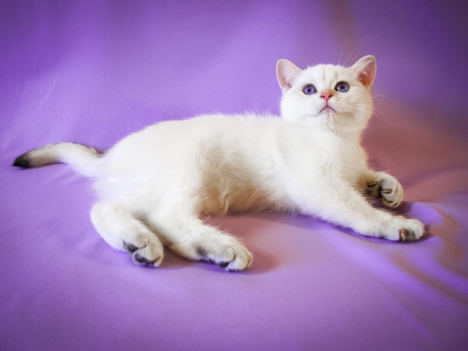 Red exotic Shorthair
