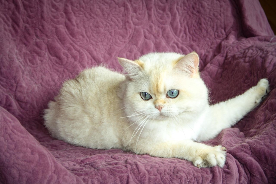 Кошка Bri ny11