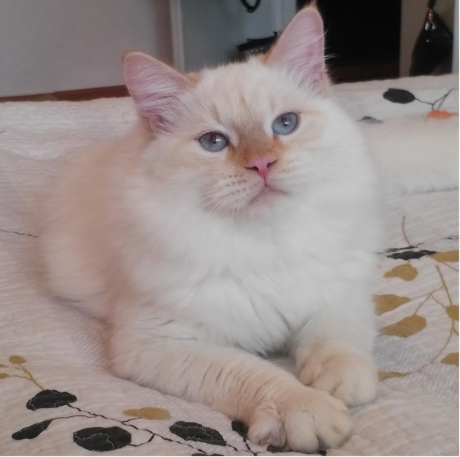 Колор Пойнт короткошерстный