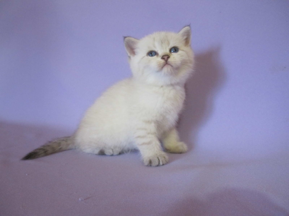 Кот американский Пойнт