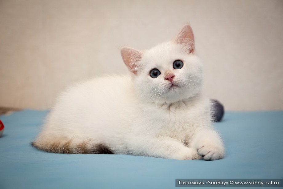 Тайская кошка реж поинт