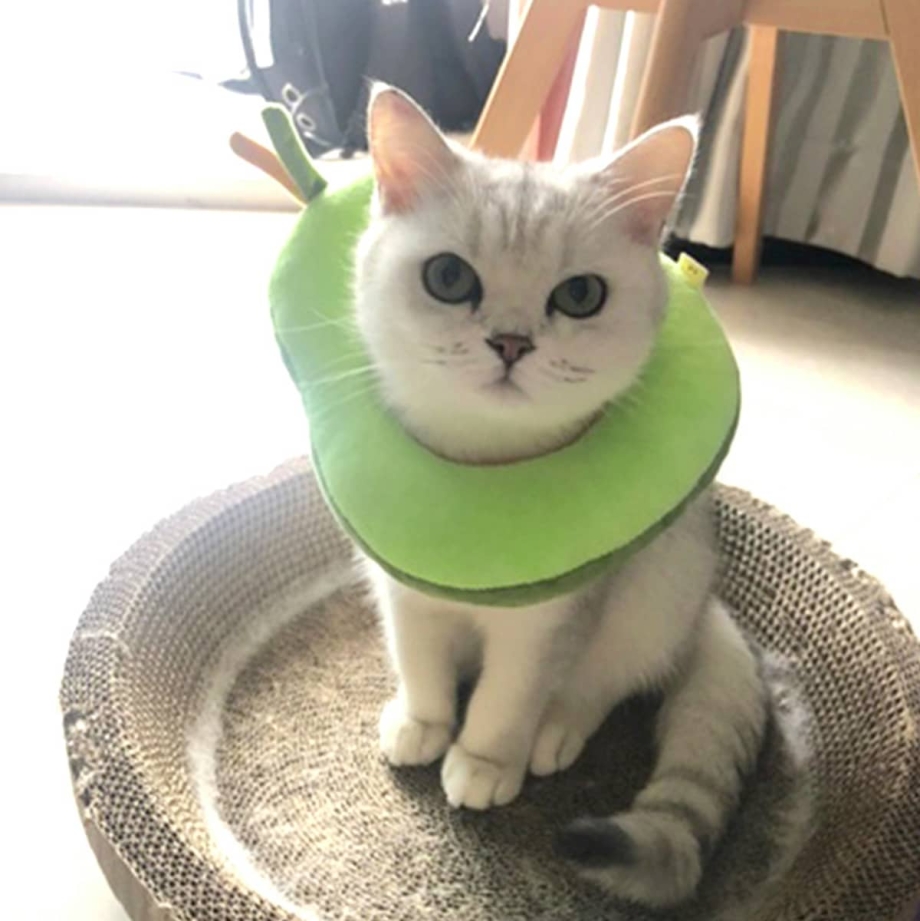 Мягкий воротник для кошек