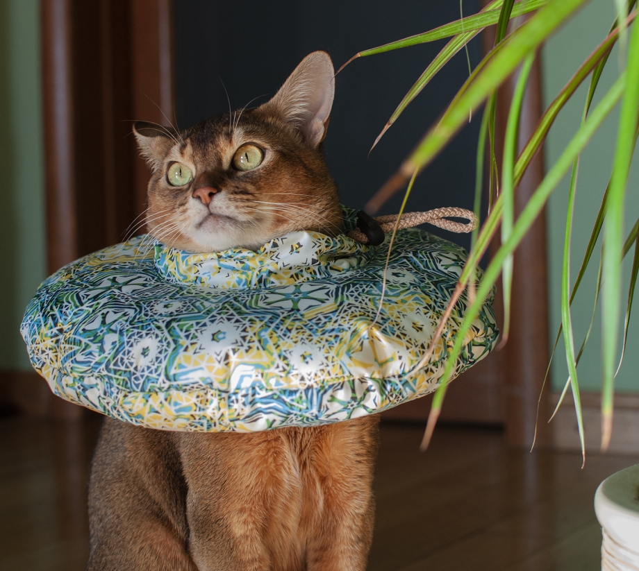 Воротник для котенка