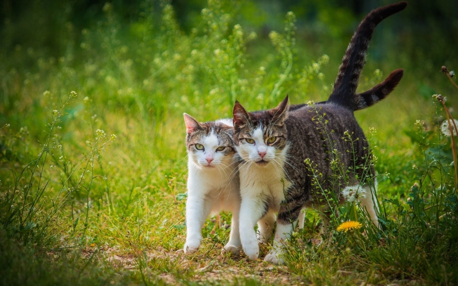 Котик гуляет