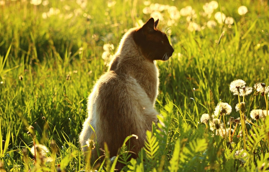 Кот лето