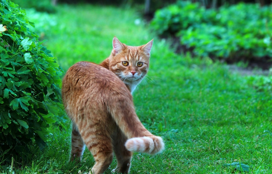 Рыжие коты на природе