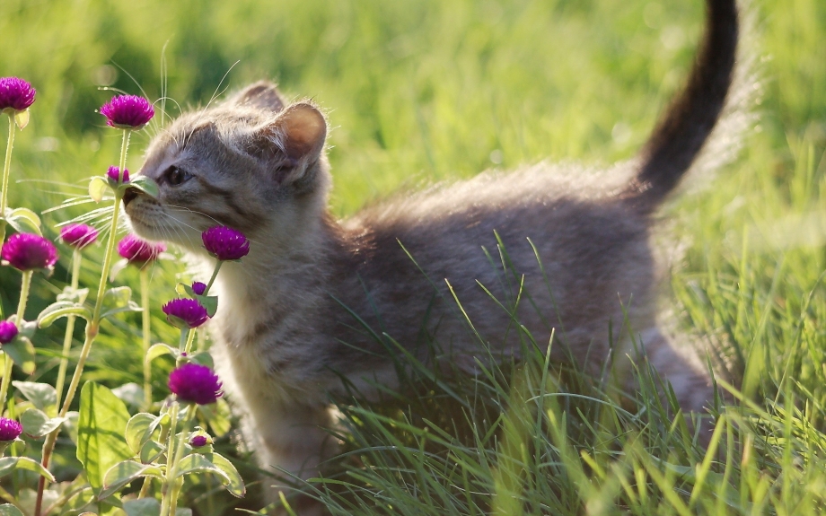 Лето природа животные