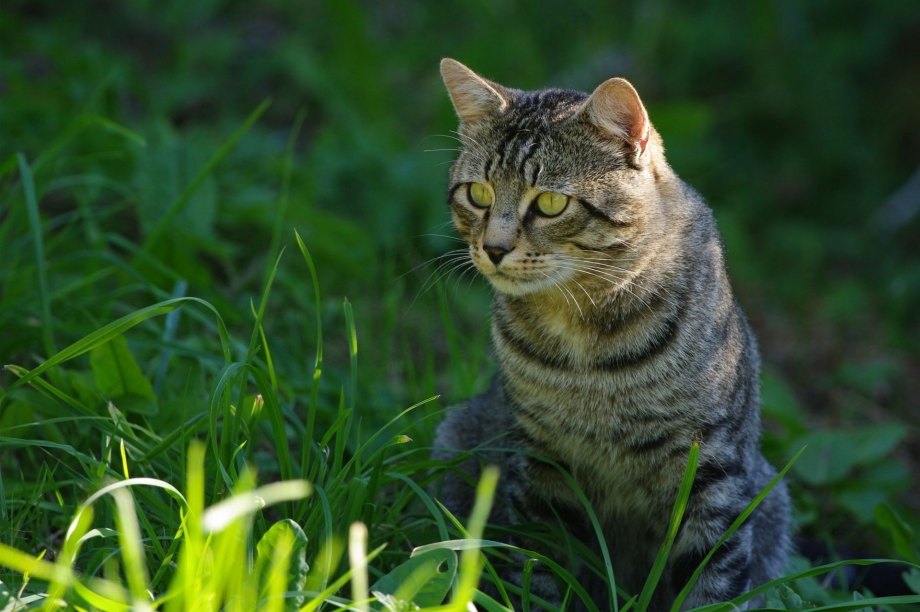 Кошка на природе