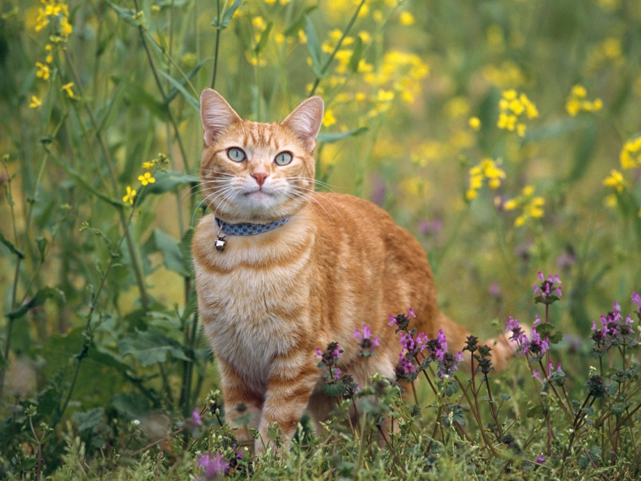 Кошка на природе