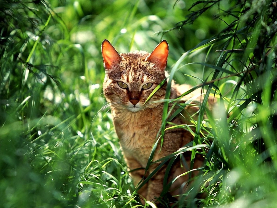 Кот в траве