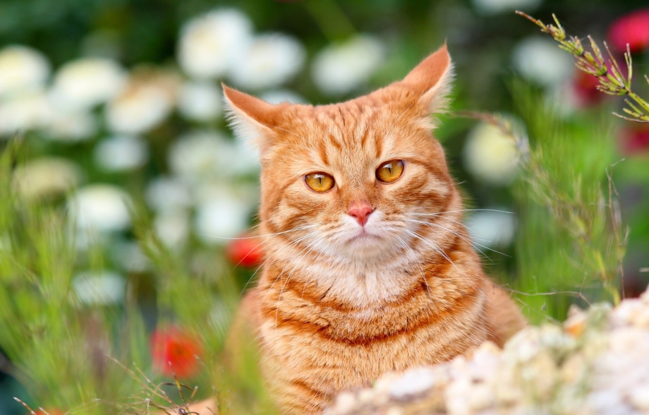 Летний кот