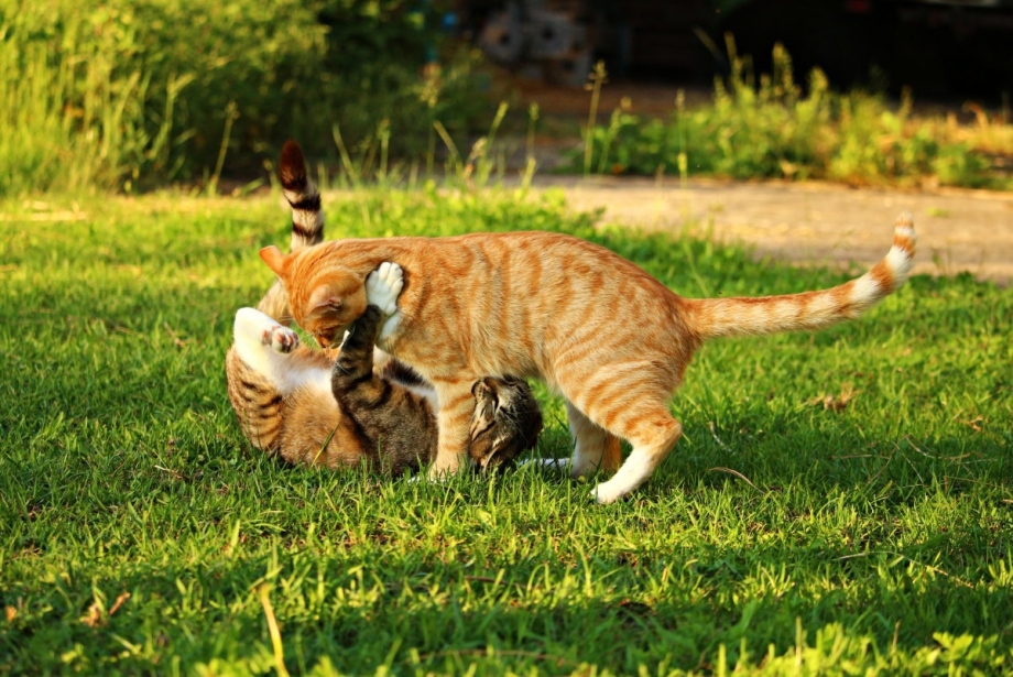 Коты на природе