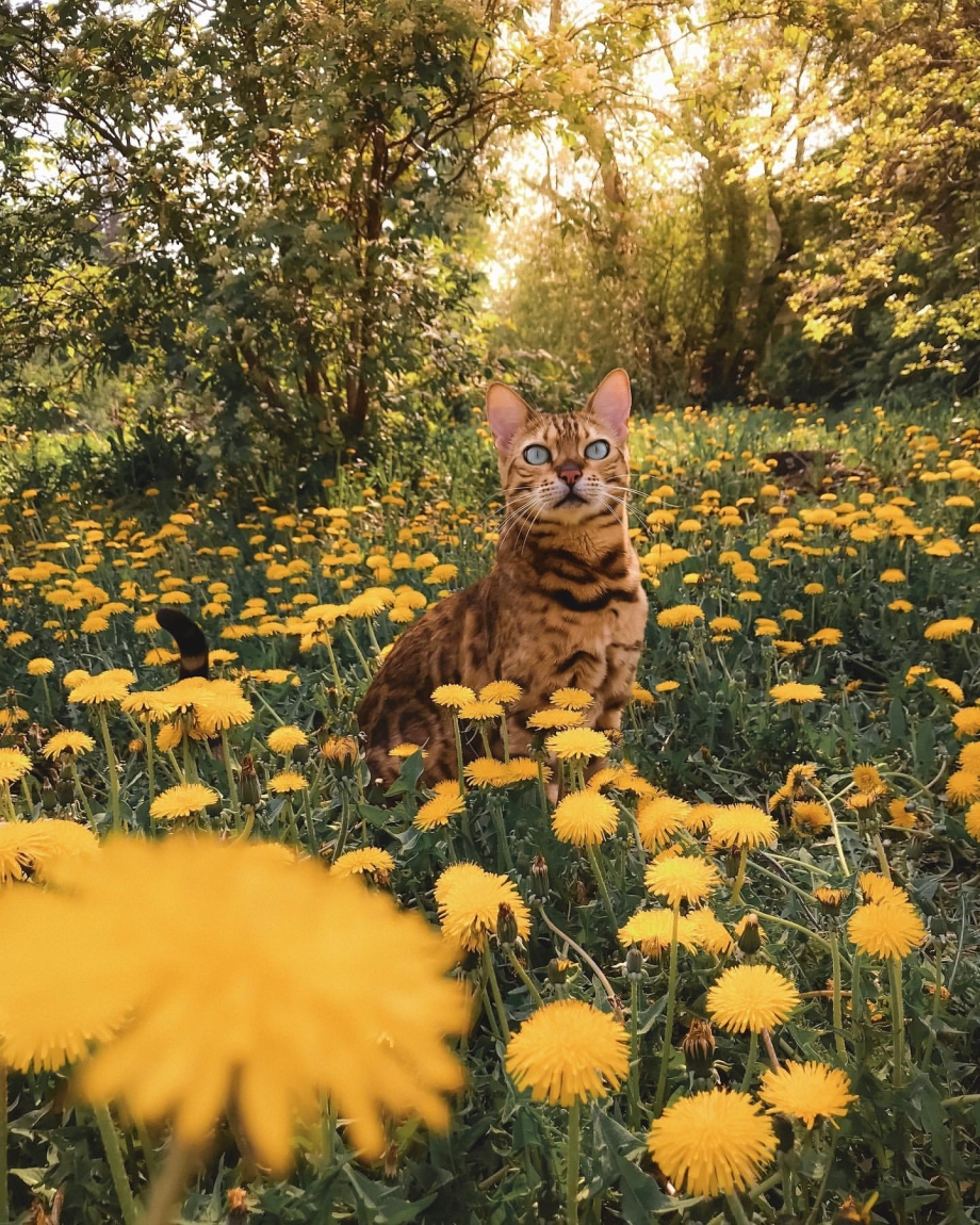 Красивые коты на природе