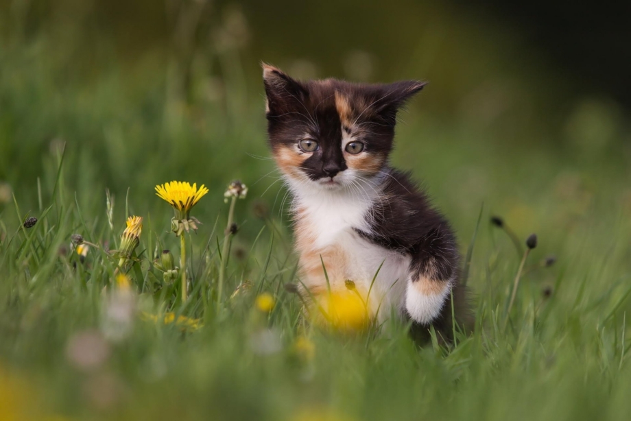 Котятки на природе