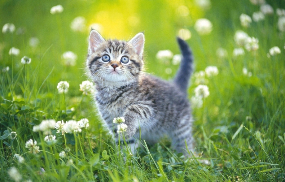 Кошка на природе