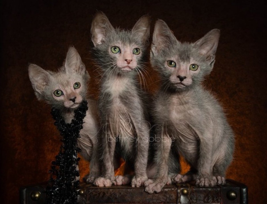 Кошку породы кошки зомби