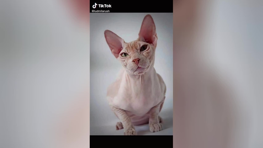 Котята Шотландские лысые