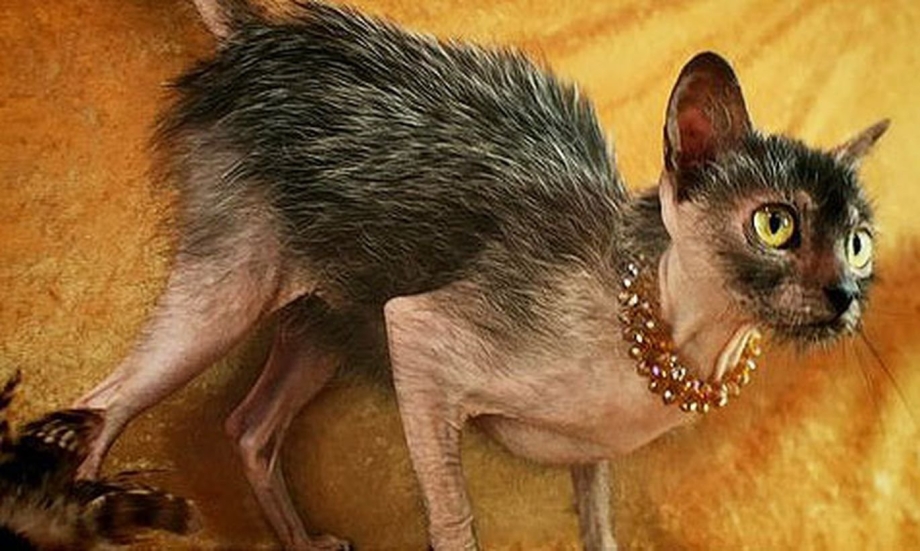 Ликой (Lykoi) кошка оборотень