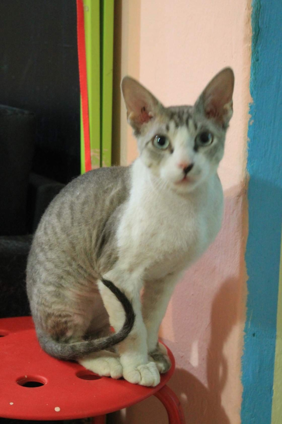 Корниш рекс кошка метисы