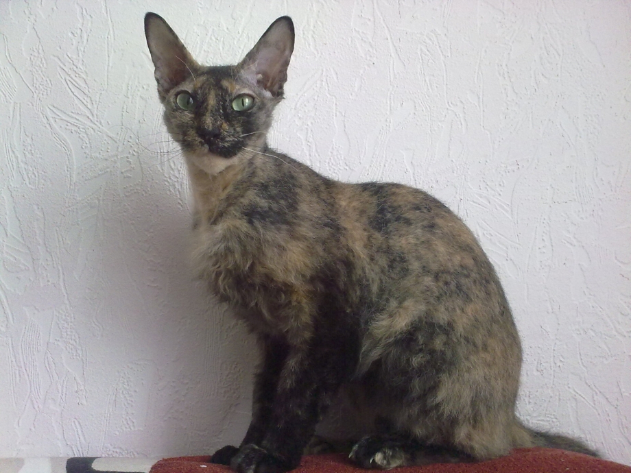 Фото смешанных котят сфинксов с беспородным
