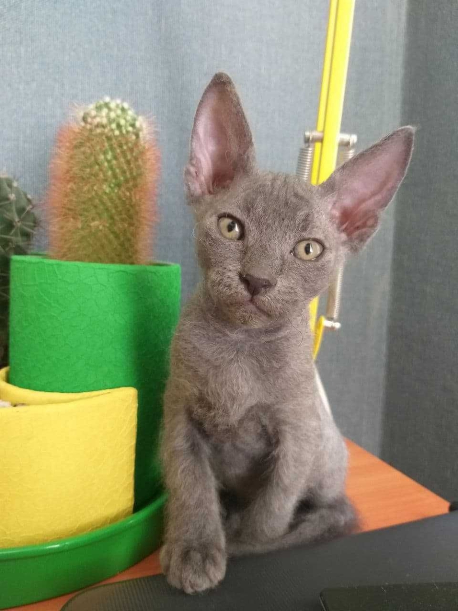 Котята метисы Мейн куна