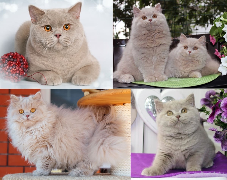 Окрас фавн шотландских кошек