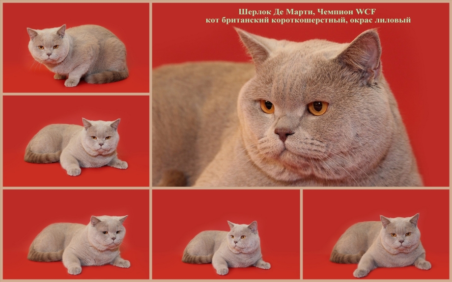 Окраска британских кошек