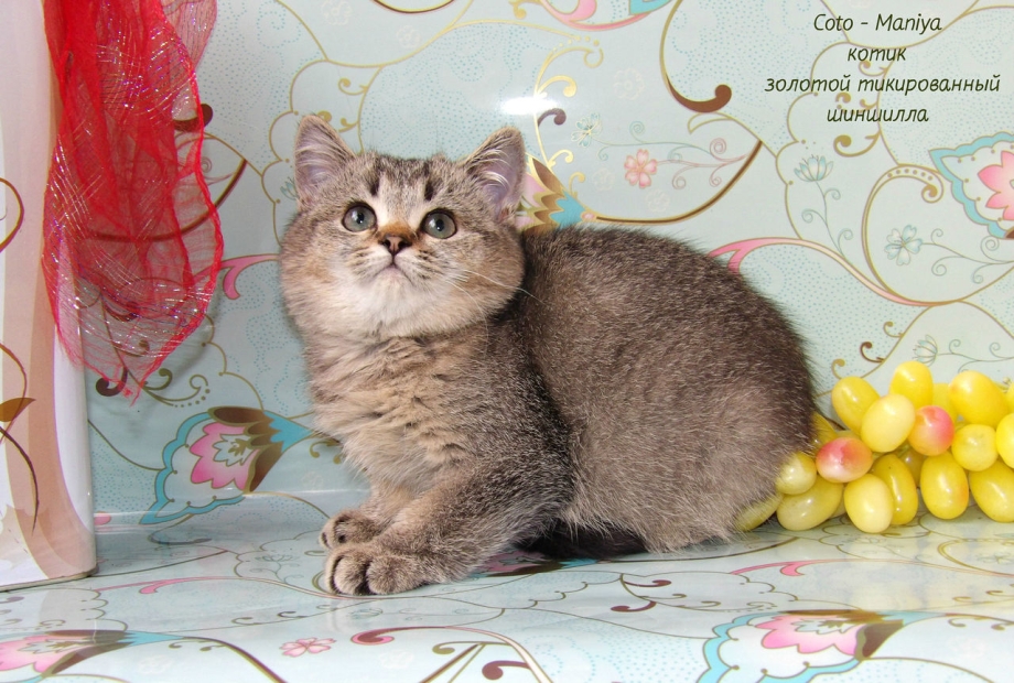 Британский кот Аристократ